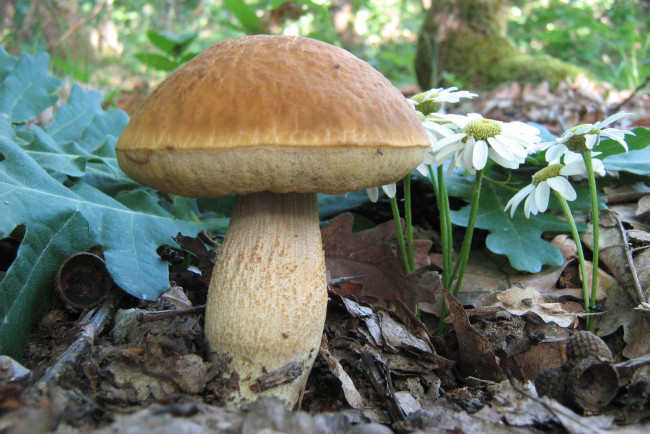 Обои картинки фото природа, грибы, трава, листья