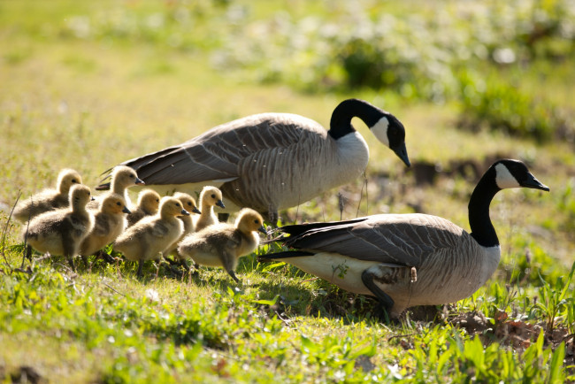 Обои картинки фото животные, гуси, семья