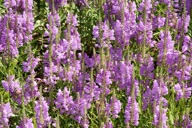 Обои картинки фото цветы, физостегия, розовый