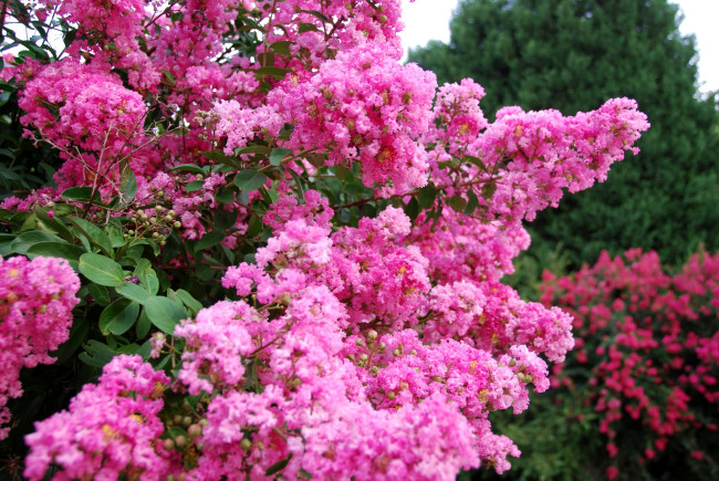 Обои картинки фото цветы, лагерстрёмия, розовый, индийская, сирень