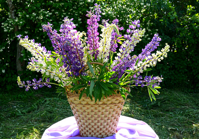 Обои картинки фото цветы, люпин, корзина, букет