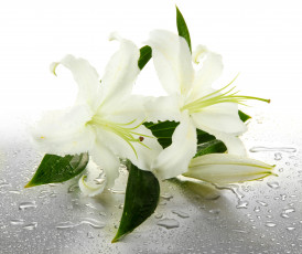 Картинка цветы лилии +лилейники капельки drops water листики бутоны белые leaves buds lilies flowers вода