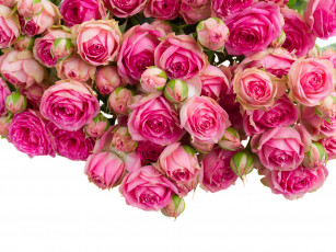 обоя цветы, розы, бутоны