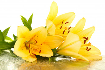 обоя цветы, лилии,  лилейники, drops, leaves, petals, flowers, капельки, листики, yellow, lilies, лепестки, тычинки, желтые