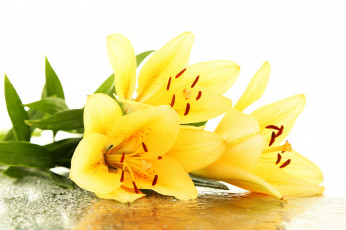Картинка цветы лилии +лилейники drops leaves yellow lilies flowers petals капельки листики лепестки тычинки желтые