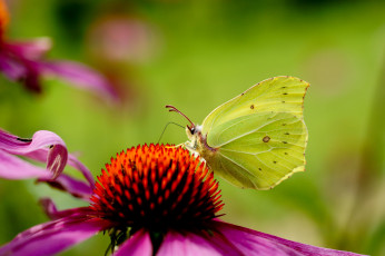 Картинка животные бабочки цветок розовый эхинацея бабочка фон