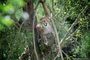 Картинка животные гепарды отдых ветки заросли морда молодой хищник