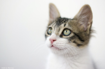 Картинка животные коты мордочка котенок