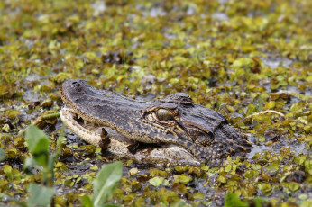 Картинка животные крокодилы челюсти аллигатор