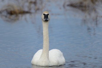 Картинка животные лебеди шея белый
