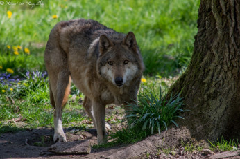 Картинка животные волки +койоты +шакалы ствол дерево морда хищник волк