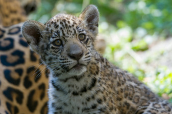 Картинка животные Ягуары котенок детеныш мордочка