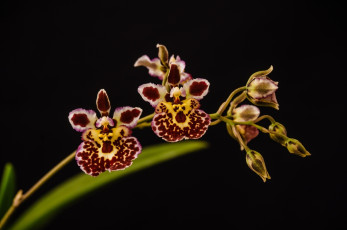 Картинка цветы орхидеи макро ветка цветочки пестрые