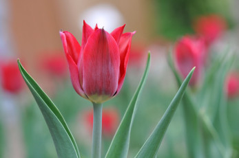 Картинка цветы тюльпаны бутон