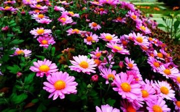 Картинка цветы хризантемы лепестки