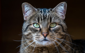 Картинка животные коты кот серый полосатый взгляд портрет фон