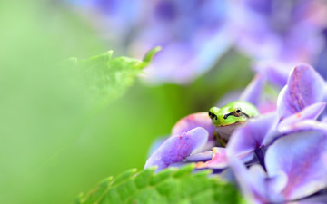 Картинка животные лягушки цветы листья лягушка