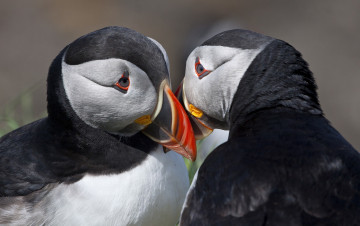 Картинка животные тупики птицы два