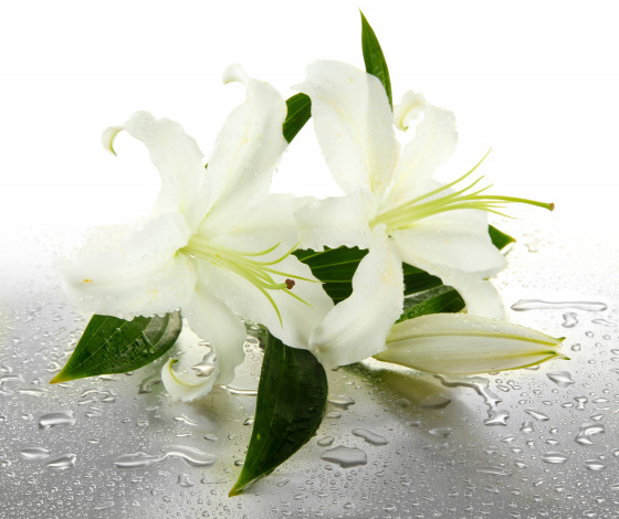 Обои картинки фото цветы, лилии,  лилейники, капельки, drops, water, листики, бутоны, белые, leaves, buds, lilies, flowers, вода