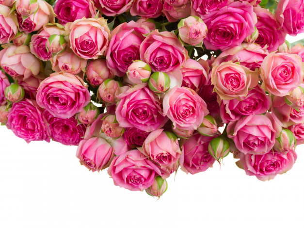 Обои картинки фото цветы, розы, бутоны