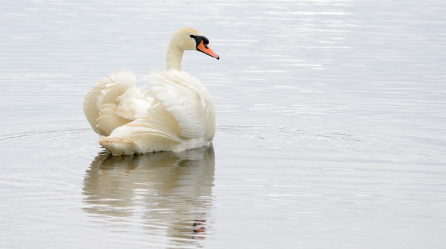 Обои картинки фото животные, лебеди, рабь, вода, грация, белый, оперение
