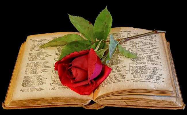 Обои картинки фото цветы, розы, книга, роза
