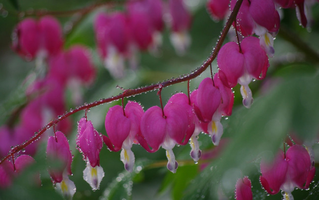 Обои картинки фото цветы, дицентра , разбитое сердце, розовые, цветочки, капельки, росинки, flowers, pink, droplets, dew
