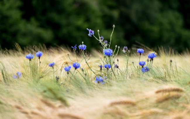 Обои картинки фото цветы, васильки, пшеница, поле, колосья, боке