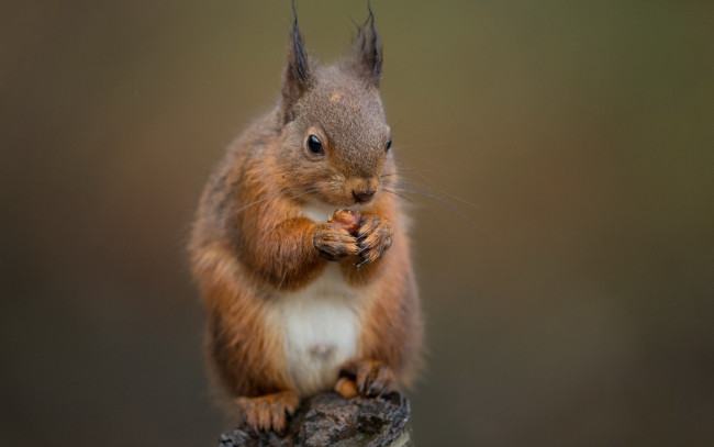 Обои картинки фото животные, белки, пень, белка, орех, еда