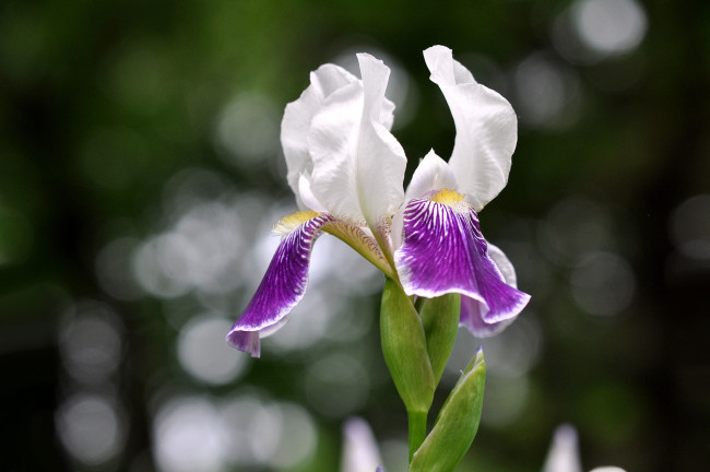 Обои картинки фото цветы, ирисы, касатик