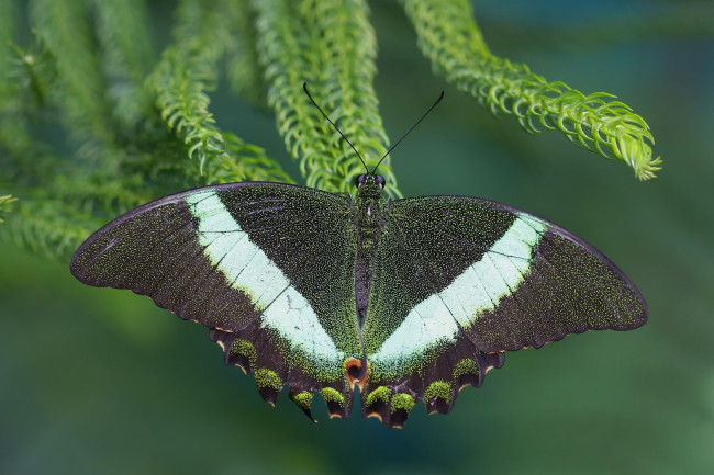 Обои картинки фото животные, бабочки, макро, парусник, палинур, бабочка