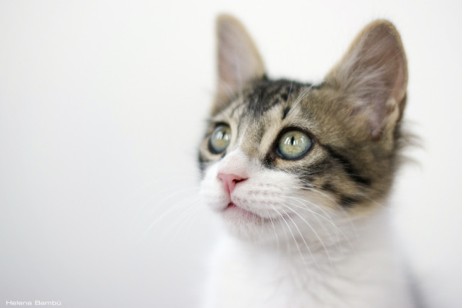 Обои картинки фото животные, коты, мордочка, котенок