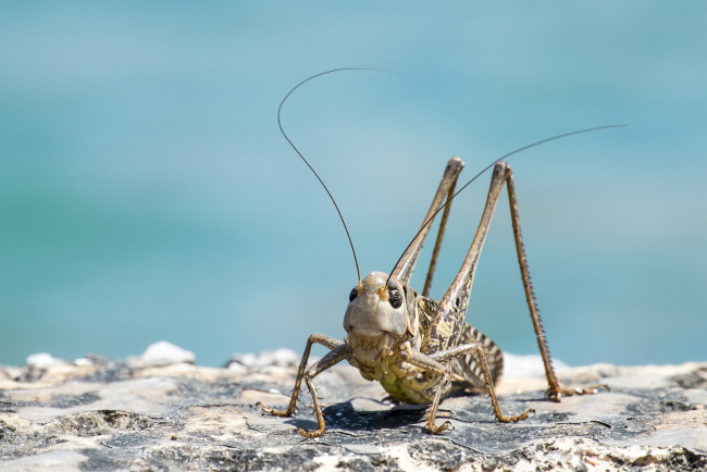 Обои картинки фото животные, кузнечики,  саранча, набережная, саранча, фон