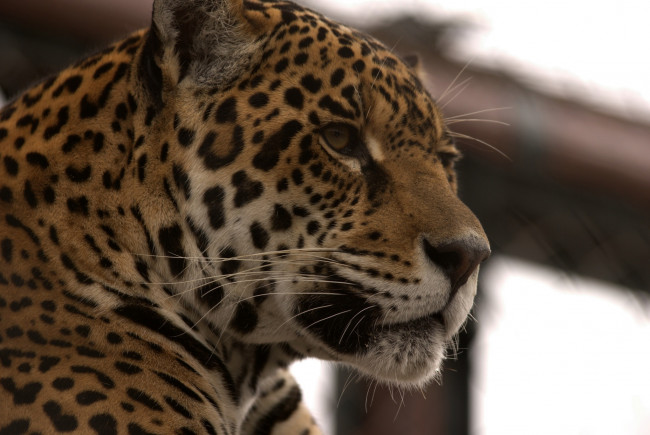 Обои картинки фото животные, Ягуары, профиль, морда