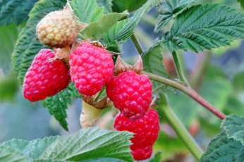 Картинка природа плоды малинка