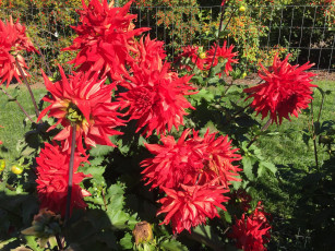 Картинка цветы георгины красный куст