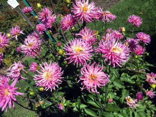 Картинка цветы георгины розовый куст