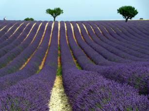 Картинка природа поля лаванда