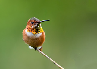 Картинка животные колибри ветка птицы