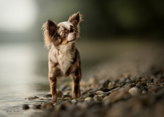 Картинка животные собаки животное порода шерсть окрас собака