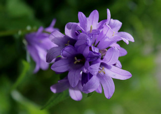 Картинка цветы колокольчики лето колокольчик растения флора полевые макро