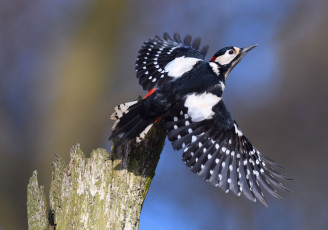 Картинка животные дятлы пень боке дятел взлёт