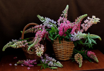 Картинка цветы люпин растения натюрморт люпины