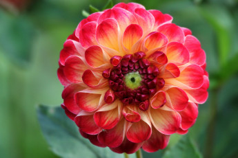 Картинка цветы георгины осень бутоны цветение лепестки георгин