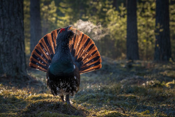 Картинка животные глухари +тетерева птицы лес глухарь