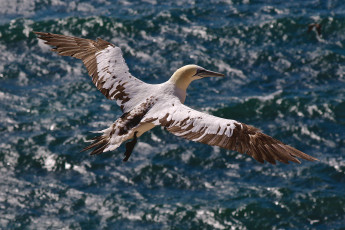 Картинка животные олуши море птицы полёт олуша