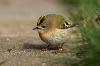 Картинка животные птицы перья окрас птица забавная