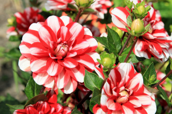 Картинка цветы георгины бутоны георгин лепестки цветение