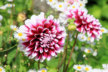 Картинка цветы георгины лепестки георгин цветение бутоны