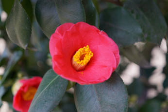 Картинка цветы камелии камелия бутон розовая лепестки листья цветение нежность